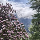 林芝旅游 缩略图 1