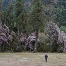 林芝旅游 缩略图 5
