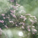 林芝旅游 缩略图 11