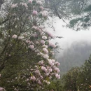 林芝旅游 缩略图 10