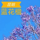 昆明旅游 缩略图 1