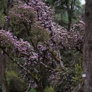 林芝旅游 缩略图 6
