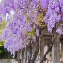 杭州旅游 缩略图 1