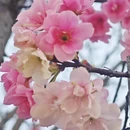 昆明旅游 缩略图 7