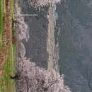 林芝旅游 缩略图 10