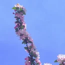 青岛旅游 缩略图 8