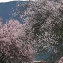 林芝旅游 缩略图 2