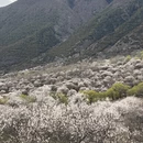 林芝旅游 缩略图 15