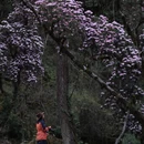 林芝旅游 缩略图 15