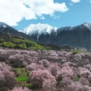 林芝旅游 缩略图 2