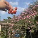 成都旅游 缩略图 13