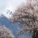 林芝旅游 缩略图 3