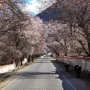林芝旅游 缩略图 7