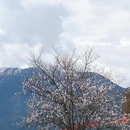 林芝旅游 缩略图 9