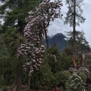 林芝旅游 缩略图 17