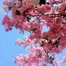 青岛旅游 缩略图 6