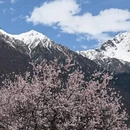 林芝旅游 缩略图 7