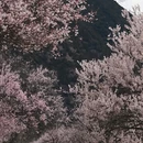 林芝旅游 缩略图 18