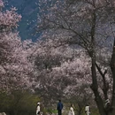 林芝旅游 缩略图 1