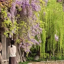 杭州旅游 缩略图 5