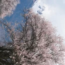 林芝旅游 缩略图 16