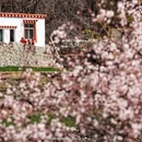 林芝旅游 缩略图 11