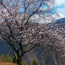 阿坝旅游 缩略图 9