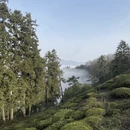 黄山旅游 缩略图 10
