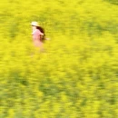 黄山旅游 缩略图 4