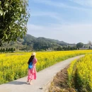 黄山旅游 缩略图 3
