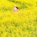 黄山旅游 缩略图 5