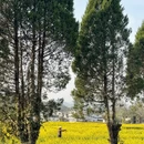 黄山旅游 缩略图 7