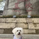 黄山旅游 缩略图 4