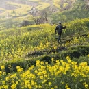 黄山旅游 缩略图 6