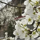 阿坝旅游 缩略图 1