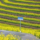 黄山旅游 缩略图 10