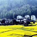 黄山旅游 缩略图 7
