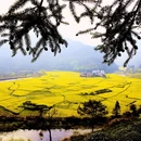 黄山旅游 缩略图 6