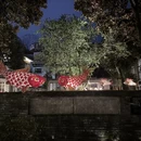 黄山旅游 缩略图 11