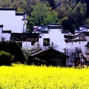 黄山旅游 缩略图 10