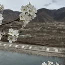 阿坝旅游 缩略图 3