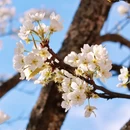 阿坝旅游 缩略图 11