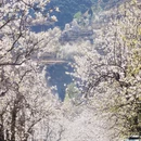 阿坝旅游 缩略图 10