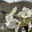 阿坝旅游 缩略图 8