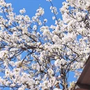 阿坝旅游 缩略图 17