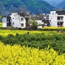 黄山旅游 缩略图 5