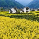 黄山旅游 缩略图 4