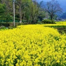 黄山旅游 缩略图 6