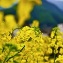 黄山旅游 缩略图 9