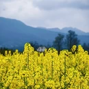 黄山旅游 缩略图 10